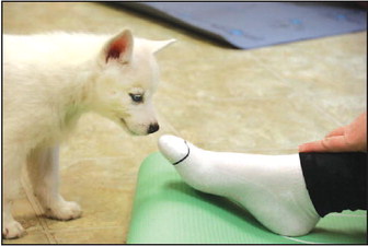 Local Gym Holds Puppy Yoga to Raise Money for K-9 Unit