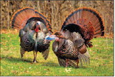 Bonus Harvest Authorizations For Spring  Turkey Season Available Beginning March 15