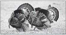 2021 Spring Turkey Season Opener April 21