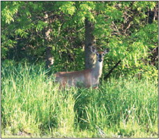 DNR Confirms  CWD Detected in  Fond Du Lac County