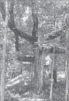 A Marker Tree with Fused Branch