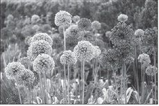 Fall Planting Provides Months  of Continuous Spring Color