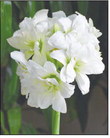 A Winter Season of  Colorful Amaryllis  Blooms