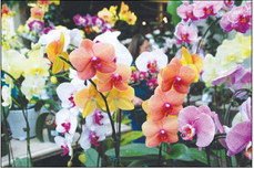 Growing Moth Orchids for Months of Beauty