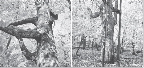 The Ash Tree Northeast of the Horicon Marsh